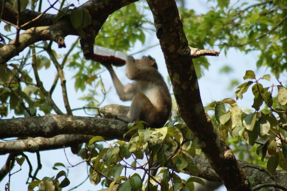 Green Leaf Home Stay Thekkady Dış mekan fotoğraf