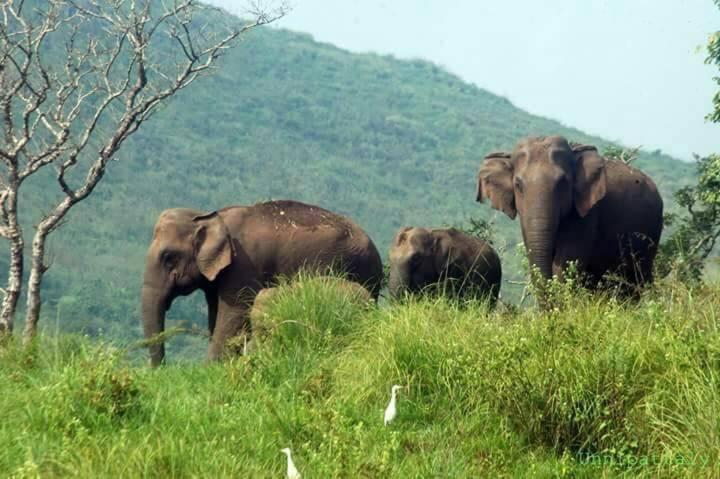 Green Leaf Home Stay Thekkady Dış mekan fotoğraf